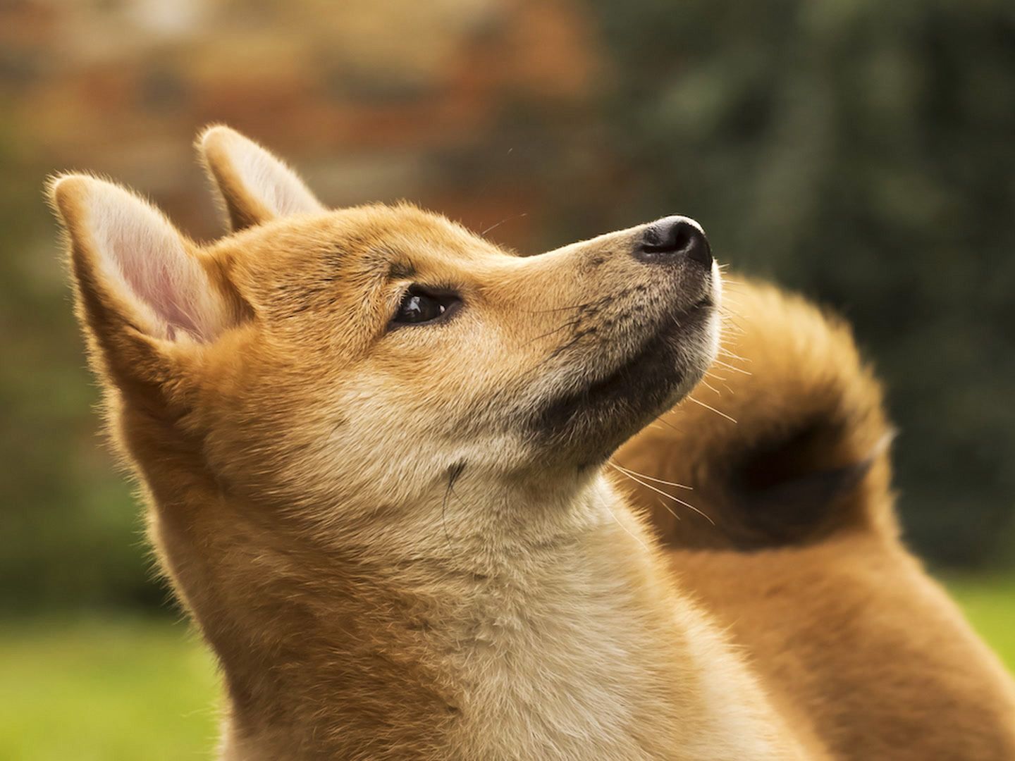 今日加密货币市场行情：ENA 和 DOGE 涨势强劲，比特币仍面临下行担忧